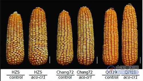 挖掘控制玉米产量的“高产基因”，保障国家粮食安全