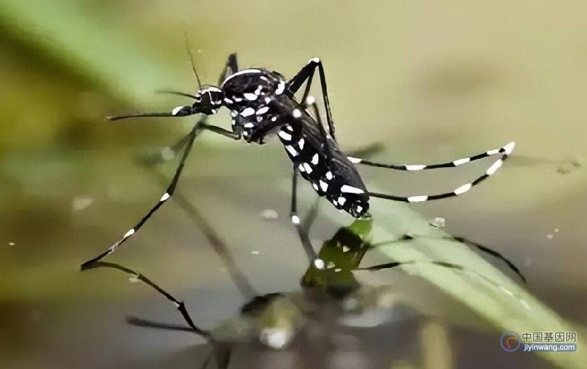 消除疟疾病媒，加州大学团队利用基因编辑技术扼杀雌蚊