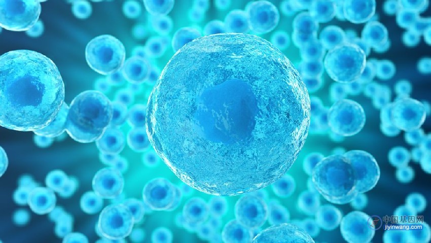 基因编辑诱导多功能干细胞分化成多种免疫细胞