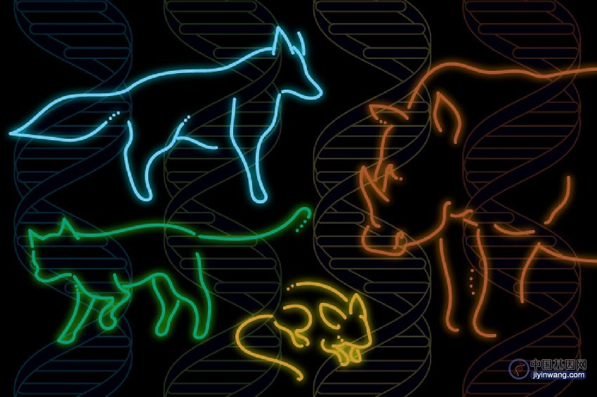Science：绘制了史上最全面的哺乳动物DNA甲基化网络