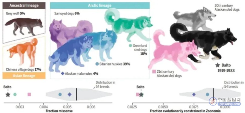 100年前的英雄狗狗被测出具有「超凡基因」，却因太胖被早早绝育没留下后代……